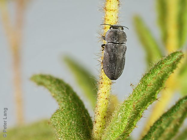 Anilara sp. Ki Ki, PL4401A, female, on Thomasia petalocalyx (for photo), SE, 6.3 × 2.5 mm